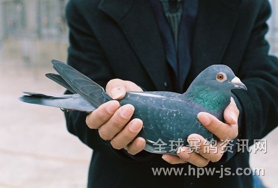 06—166538 ♀ (06年秋季第二屆“聯(lián)合杯”司放上海,5600羽決賽鴿當(dāng)日歸巢五百多羽,本鴿全市第一羽歸巢,于司放當(dāng)日下午3:58分報到。由于福州鴿會規(guī)定郊區(qū)飼養(yǎng)棚按實際歸巢時間另加三十分鐘,最終本鴿排名第24名。)