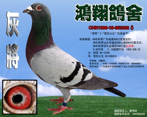 金力神之外祖父灰將