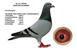 (09968833)